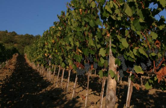 Wijngaard met rijpe druiventrossen aan de stokken